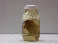 藏品(臺灣石(魚賓))的圖片